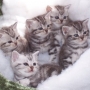 Especial Gatos – As raças dos gatinhos mais bonitinhos!