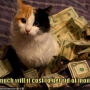 É caro manter um gato? Quanto custa?