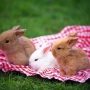 Os fofos mini-coelhos