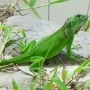 Iguana : cuidados especiais