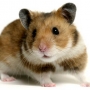 Hamster, o roedor mais popular!