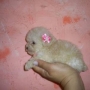 O pequenino Poodle Micro Toy