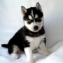 Cão da raça Husky Siberiano! Fotos e características!