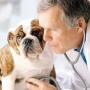 Como escolher um veterinário para seu bichinho de estimação?