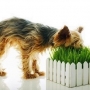 Por que alguns cães ficam comendo grama?