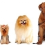 Como escolher uma raça de cão ideal para você?