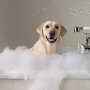 Por que banhos demais fazem mal ao seu cão ou gato?