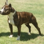 Raça de cachorro Staffordshire Bull Terrier