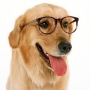 Como os cães enxergam? Tudo sobre a visão canina!