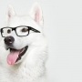 Problemas de visão em cães! Como descobrir e resolver!