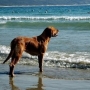 Quero levar o cachorro na praia. Do que preciso?