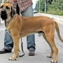 Já conheçe o cachorro da raça Fila Brasileiro?