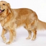 Cão Golden Retriever