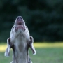 Cortar as cordas vocais do cachorro: é saudável isso?
