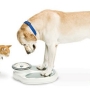 Cão ou gato engordando muito! O que fazer?