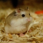 Hamster! Gaiolas, alimentação e reprodução!