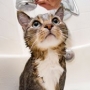 Como dar banho em gato