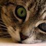 Problemas de visão em gatos! Sintomas e tratamento!