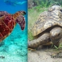 Tartarugas aquáticas e terrestres! Tipos e diferenças!
