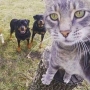 Como fotografar animais de estimação? Cachorros e gatos!