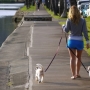 Como controlar seu cachorro durante um passeio?