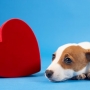 Infarto e problemas cardíacos em cães! Como tratar?