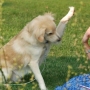5 técnicas para treinar seu cão passo a passo!