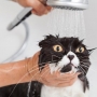 Por que os gatos tem medo de água?