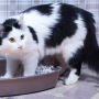 Por que seu gato urina fora do lugar? O que fazer?