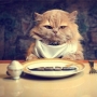 Qual a dieta para emagrecer um gato obeso?