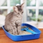 Caixa de areia para gato, onde colocar?