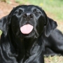 Por que o cachorro fica com a língua pra fora?