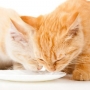 Pode dar leite para filhote de gato?