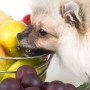Cachorro pode comer frutas?