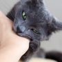 13 segredos sobre o comportamento dos gatos
