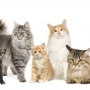 11 coisas que você precisa saber sobre gatos de raça