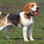11 coisas que você precisa saber antes de ter um cachorro beagle