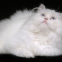 Como é o temperamento do gato persa?