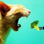 O que gatos podem comer além de ração? Pode comer cenoura?
