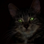 Por que o olho de gato brilha no escuro?