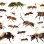 Tipos de abelhas: espécies e características