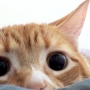Olho de gato: curiosidades e cuidados!
