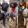 Raças de cachorro de caça: quais são?