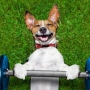 Dicas de exercícios físicos para cães