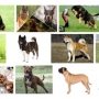 As 11 melhores raças para cão de guarda