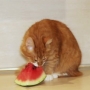 Gato pode comer fruta? Quais?