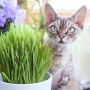 Grama de milho de pipoca para gatos, como plantar?