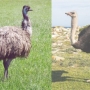 Qual a diferença entre a ema e o avestruz?