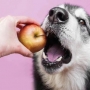 Quais frutas cachorro não pode comer?