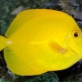 Peixe Yellow Tang, conheça!